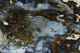 Colorful, Hubbard Basin Petrified Wood Slab - Nevada #118040-1